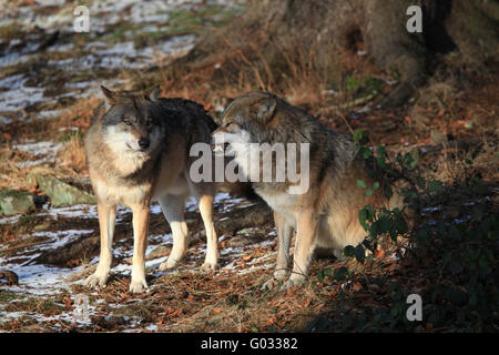 Wolves in Bavarian Forest Stock Photo