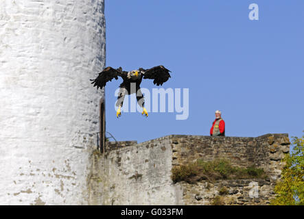 flying African Fish Eagle during a flight show Stock Photo