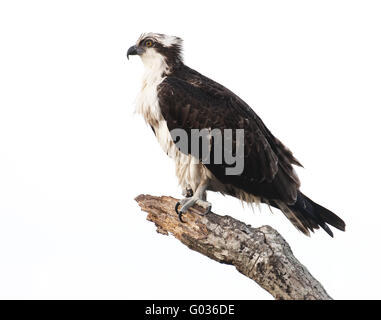 Osprey Stock Photo