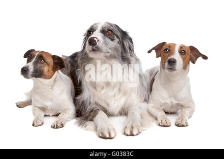 Two Jack Russel Terrier dogs and a Border collie Stock Photo