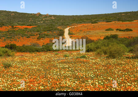 in the Skilpad Wild Flower Reserve, South Africa Stock Photo