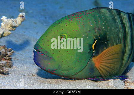 Broomtail Wrasse Stock Photo