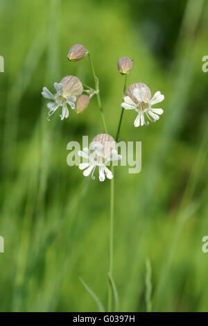 Beautiful dewy flowers of the Bladder Campion Stock Photo