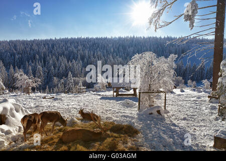 Winter landscape with red deers in Black Forest, K Stock Photo