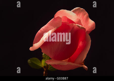 Red rose isolated onto black background Stock Photo