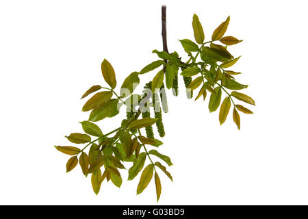 Blossoming nut, isolated on a white background Stock Photo