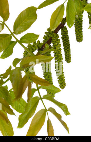 Blossoming nut, isolated on a white background Stock Photo