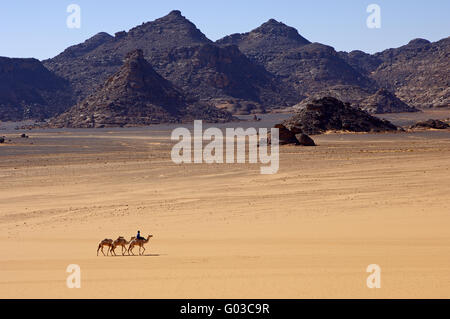 Tuareg nomads with camels in the Sahara desert Stock Photo