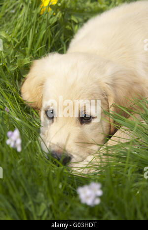 Golden Retriever puppy, resting on the grass Stock Photo