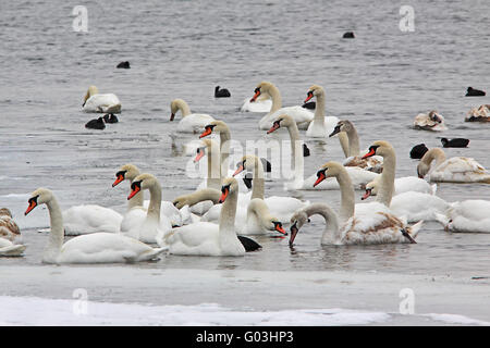 Mute swanes on ice-covered river, Danube, Bavaria Stock Photo