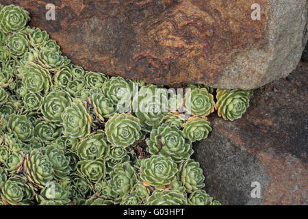 White mountain saxifrage - Saxifraga paniculata Stock Photo