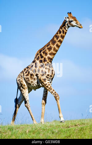 A male South African giraffe Giraffa camelopardalis in the Lalibela Game Reserve near Grahamstown, South Africa Stock Photo
