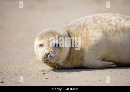 Young Harbor Seal baby, Phoca vitulina on the beach of island Helgoland, Dune, Germany in spring, sunny day Stock Photo