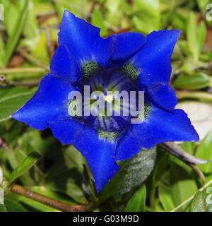 Gentiana acaulis / Blue Stemless gentian Stock Photo