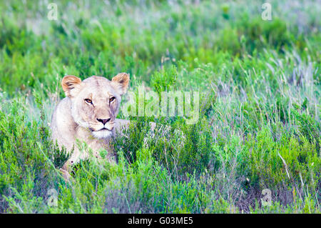 A female African lion - Panthera leo - lying in fynbos in the Lalibela Game Reserve in the Eastern Cape, South Africa Stock Photo