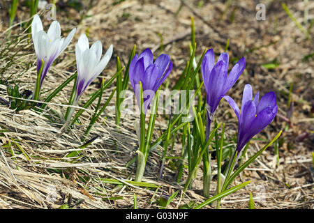 Spring Crocus, Crocus albiflorus, wild flowers Stock Photo