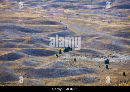 Mackenzie country. Newzealand Stock Photo