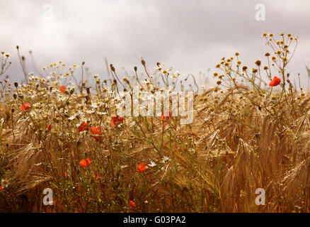 Field Flowers in Wind, Noisseville, France Stock Photo