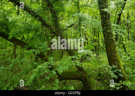 Oriental sweet gum forest, Liquidambar orientalis, endemic to Turkey Marmaris Mugla Turkey Stock Photo