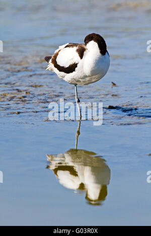 pied avocet (recurvirostra avosetta) Stock Photo