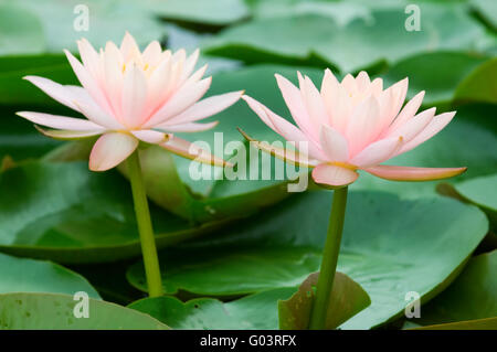 The close up (detail) of two pink water lily side by side Stock Photo