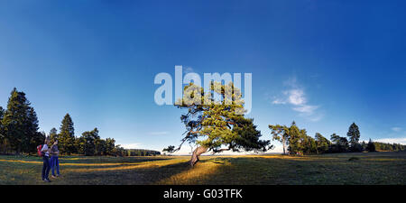 Knotty pine panorama Stock Photo