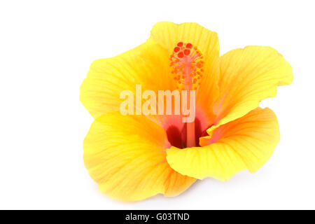 yellow hibiscus flower isolated on white background Stock Photo