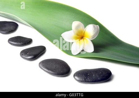 Lava Stones with frangipani (plumeria)  flower on the Leaves Stock Photo