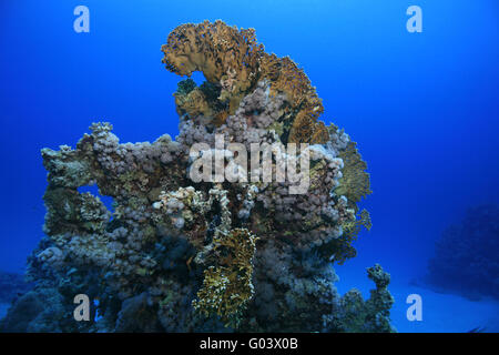 Korallenriff im Roten Meer, Coral reef in the Red Sea Stock Photo
