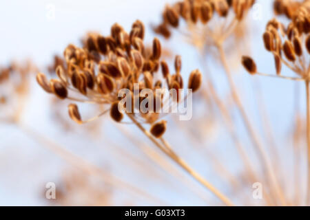 brown fennel stalk Stock Photo