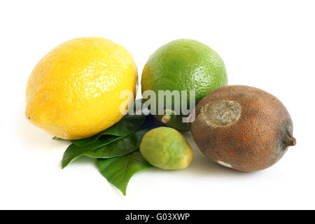 Fresh and moldy dried lemons and lime with green leaves Stock Photo