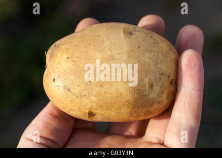Potatoes in hand Stock Photo