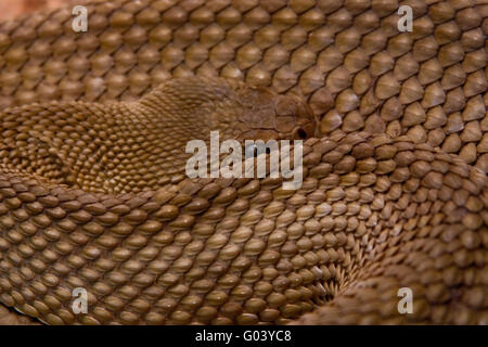 Mexican west coast rattlesnake (Crotalus basiliscu Stock Photo