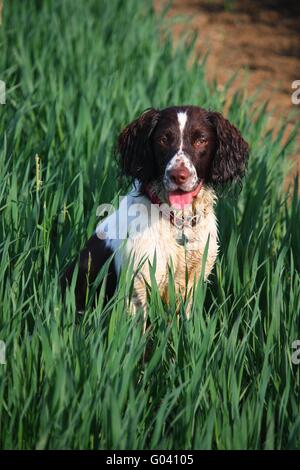 working type english springer spaniel in a field Stock Photo
