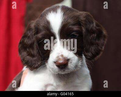 working type english springer spaniel puppy Stock Photo