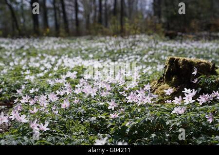 Anemone nemorosa with a tree stump in the forest Stock Photo