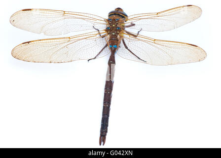 Aeshna cyanea. Southern Hawker dragonfly (Blue Darner) on white background Stock Photo