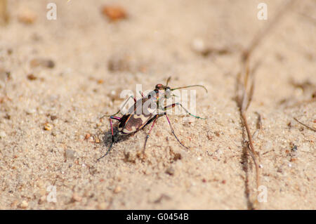 northern dune tiger beetle (Cicindela hybrida) Stock Photo