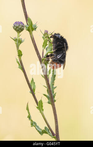 Red-tailed bumblebee (Bombus lapidarius), Germany Stock Photo