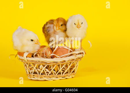 Small baby chickens with colorful Easter eggs Stock Photo