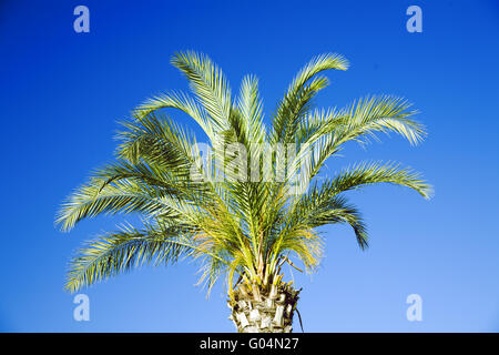 single tropical palm on a background clear blue sk Stock Photo
