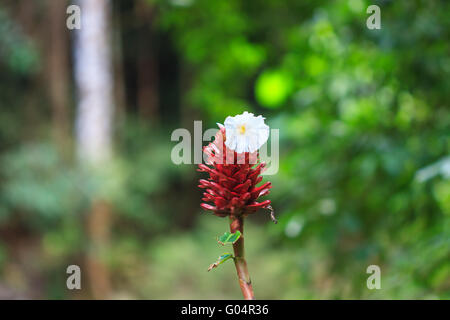 crape ginger flower or Costus speciosus in garden Stock Photo