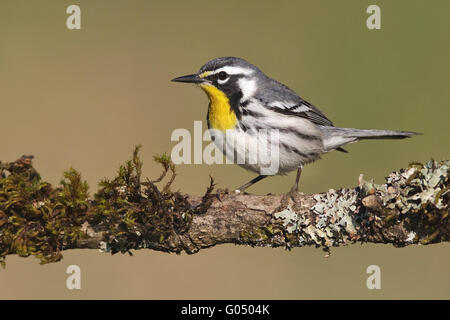 Yellow-throated Warbler - Setophaga dominica Stock Photo