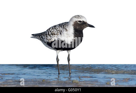 Black-bellied Plover - Pluvialis squatarola - Adult summer plumage Stock Photo