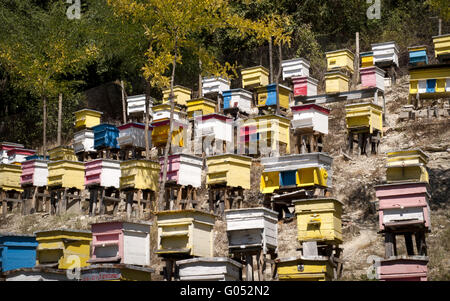 Colored beehives on mountain slope in forest Stock Photo