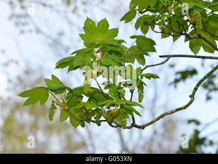 Sycamore - Acer pseudoplatanus Aceraceae. Height to 35m  Vigorous, spreading deciduous tree. Bark Greyish, fissured and flaking. Stock Photo