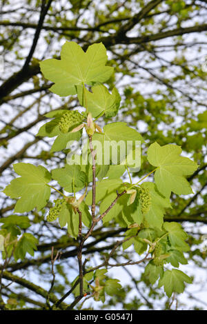 Sycamore - Acer pseudoplatanus Aceraceae. Height to 35m  Vigorous, spreading deciduous tree. Bark Greyish, fissured and flaking. Stock Photo