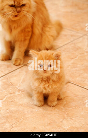 Persian kitten. Stock Photo