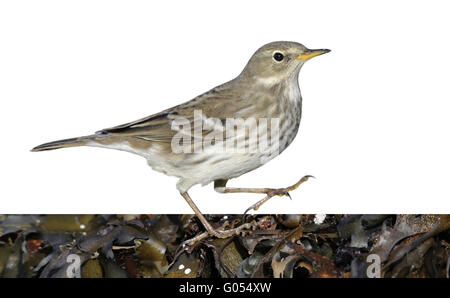 Water Pipit - Anthus spinoletta Stock Photo