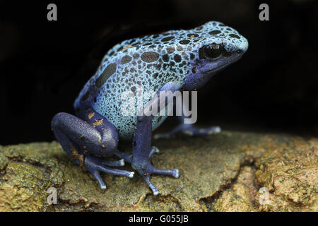 Blue Poison Arrow Frog Stock Photo